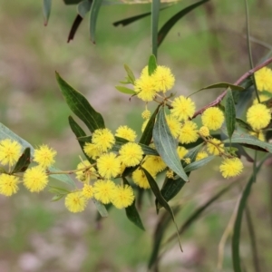 Acacia verniciflua at Albury, NSW - 29 Aug 2024 10:21 AM