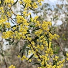 Acacia verniciflua at Albury, NSW - 29 Aug 2024 10:21 AM