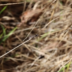 Melangyna sp. (genus) at Lyons, ACT - 29 Aug 2024