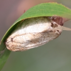 Lepidoptera unclassified IMMATURE moth at Albury, NSW - 29 Aug 2024 by KylieWaldon