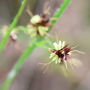 Luzula meridionalis at Albury, NSW - 29 Aug 2024