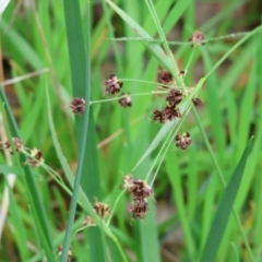 Luzula meridionalis at Albury, NSW - 29 Aug 2024