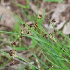 Luzula meridionalis at Albury, NSW - 29 Aug 2024