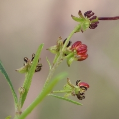 Dodonaea viscosa subsp. angustissima (Hop Bush) at Albury, NSW - 29 Aug 2024 by KylieWaldon