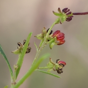 Dodonaea viscosa subsp. angustissima at Albury, NSW - 29 Aug 2024 10:41 AM