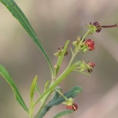 Dodonaea viscosa subsp. angustissima at Albury, NSW - 29 Aug 2024 10:41 AM