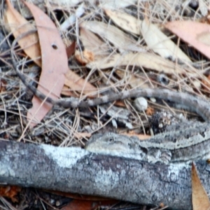 Amphibolurus muricatus at Oallen, NSW - 21 Mar 2015