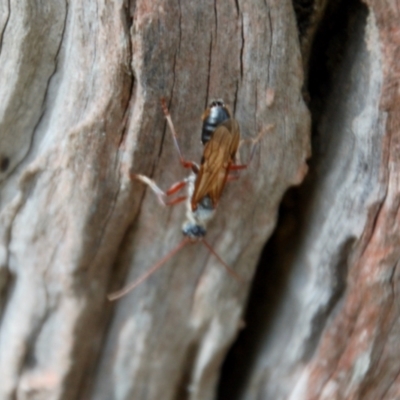 Unidentified Wasp (Hymenoptera, Apocrita) at Oallen, NSW - 21 Mar 2015 by KMcCue