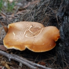 Unidentified Fungus at Oallen, NSW - 21 Mar 2015 by KMcCue