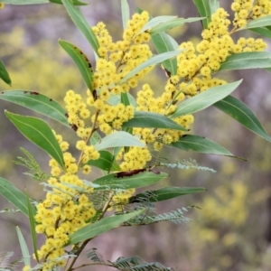 Acacia rubida at Albury, NSW - 29 Aug 2024 10:27 AM