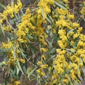 Acacia rubida at Albury, NSW - 29 Aug 2024 10:27 AM