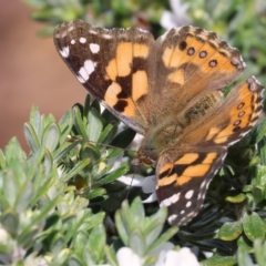 Vanessa kershawi (Australian Painted Lady) at Albury, NSW - 29 Aug 2024 by KylieWaldon