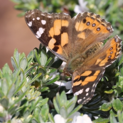 Vanessa kershawi (Australian Painted Lady) at Albury, NSW - 29 Aug 2024 by KylieWaldon