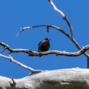 Artamus cyanopterus at Wallaroo, NSW - 29 Aug 2024