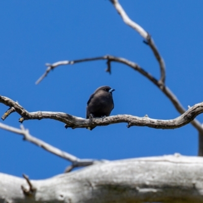 Artamus cyanopterus cyanopterus (Dusky Woodswallow) at Wallaroo, NSW - 29 Aug 2024 by Jek