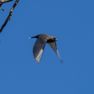 Artamus cyanopterus at Wallaroo, NSW - 29 Aug 2024