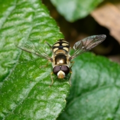 Simosyrphus grandicornis (Common hover fly) at Downer, ACT - 29 Aug 2024 by RobertD