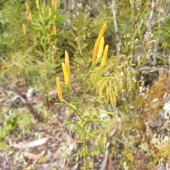 Lycopodium deuterodensum at Styx, TAS - 18 Aug 2024 by Detritivore