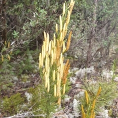 Pseudolycopodium densum at Styx, TAS - 18 Aug 2024