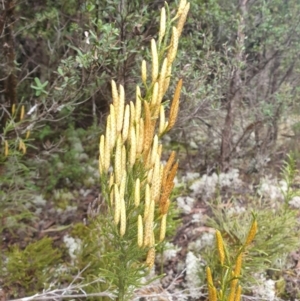 Pseudolycopodium densum at Styx, TAS - 18 Aug 2024