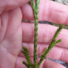 Pseudolycopodium densum at Styx, TAS - 18 Aug 2024