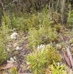 Pseudolycopodium densum at Styx, TAS - suppressed