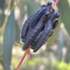 Perginae sp. (subfamily) (Unidentified pergine sawfly) at Bruce, ACT - 29 Aug 2024 by JVR