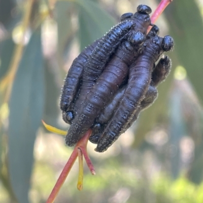 Perginae sp. (subfamily) (Unidentified pergine sawfly) at Bruce, ACT - 29 Aug 2024 by JVR