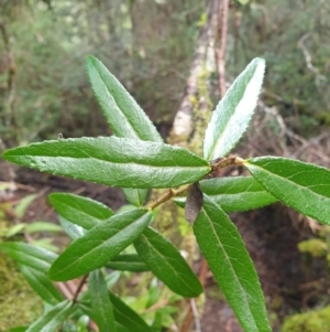 Gaultheria hispida at Styx, TAS - 18 Aug 2024