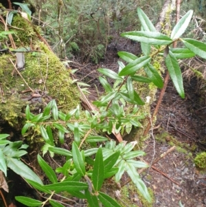 Gaultheria hispida at Styx, TAS - 18 Aug 2024