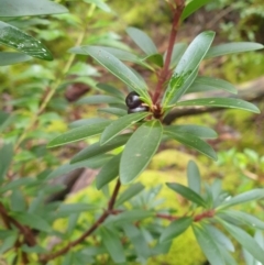 Tasmannia lanceolata at Styx, TAS - 18 Aug 2024 by Detritivore