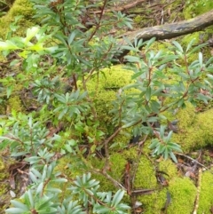 Tasmannia lanceolata at Styx, TAS - 18 Aug 2024