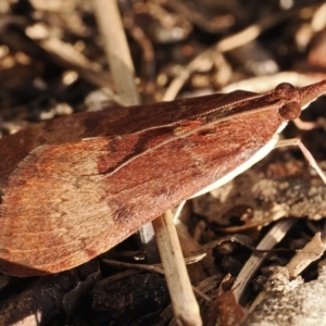 Uresiphita ornithopteralis at Duffy, ACT - 29 Aug 2024 05:00 PM