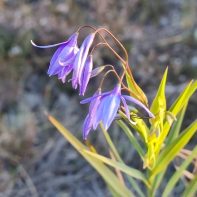 Stypandra glauca (Nodding Blue Lily) at Isaacs, ACT - 29 Aug 2024 by Mike