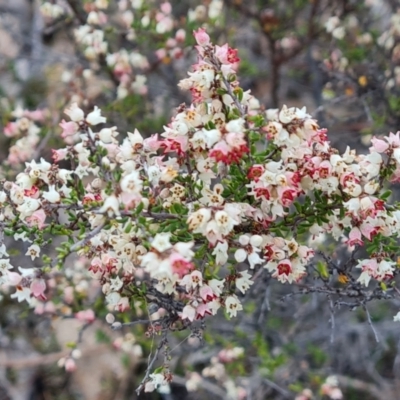 Cryptandra sp. Floriferous (W.R.Barker 4131) W.R.Barker at Isaacs, ACT - 29 Aug 2024 by Mike