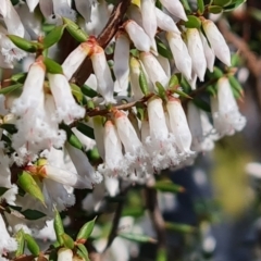 Leucopogon fletcheri subsp. brevisepalus (Twin Flower Beard-Heath) at Isaacs, ACT - 29 Aug 2024 by Mike