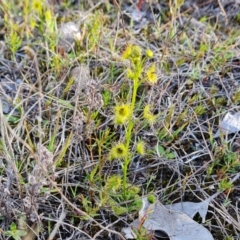 Drosera (genus) (A Sundew) at Isaacs, ACT - 29 Aug 2024 by Mike