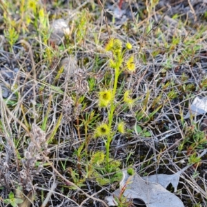 Drosera sp. at Isaacs, ACT - 29 Aug 2024