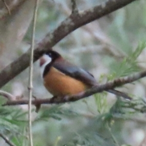 Acanthorhynchus tenuirostris at Kangaroo Valley, NSW - suppressed