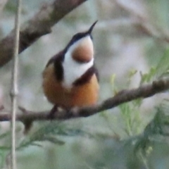 Acanthorhynchus tenuirostris at Kangaroo Valley, NSW - suppressed