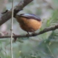 Acanthorhynchus tenuirostris at Kangaroo Valley, NSW - 29 Aug 2024