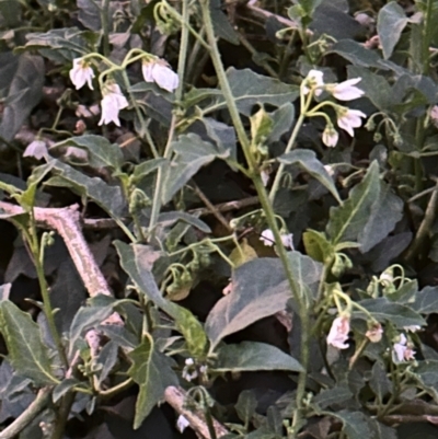 Solanum sp. at Kangaroo Valley, NSW - 29 Aug 2024 by lbradley