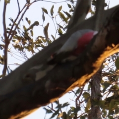 Eolophus roseicapilla (Galah) at Kangaroo Valley, NSW - 29 Aug 2024 by lbradley