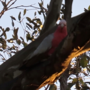 Eolophus roseicapilla at Kangaroo Valley, NSW - 29 Aug 2024 05:18 PM