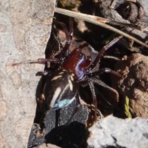 Habronestes bradleyi at Hall, ACT - 29 Aug 2024 12:33 PM