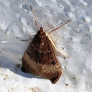 Uresiphita ornithopteralis at Albury, NSW - 29 Aug 2024