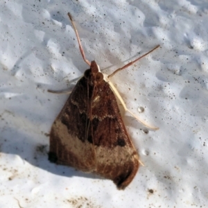 Uresiphita ornithopteralis at Albury, NSW - 29 Aug 2024 11:03 AM