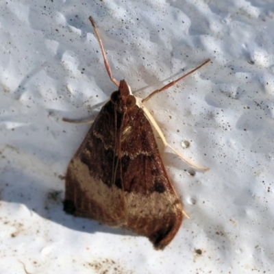 Uresiphita ornithopteralis (Tree Lucerne Moth) at Albury, NSW - 29 Aug 2024 by KylieWaldon