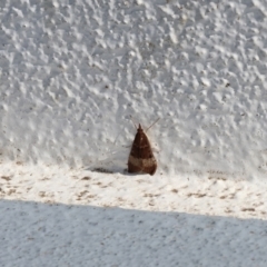 Uresiphita ornithopteralis at Albury, NSW - 29 Aug 2024 11:03 AM