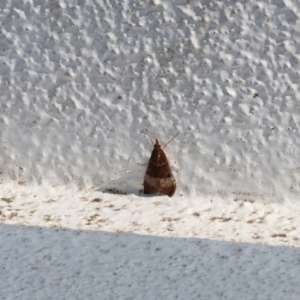 Uresiphita ornithopteralis at Albury, NSW - 29 Aug 2024 11:03 AM